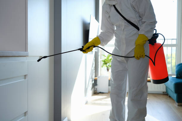 Best Attic Mold Remediation in Franklin Park, IL