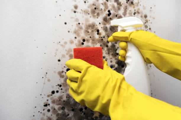 Best Black Mold Remediation in Franklin Park, IL