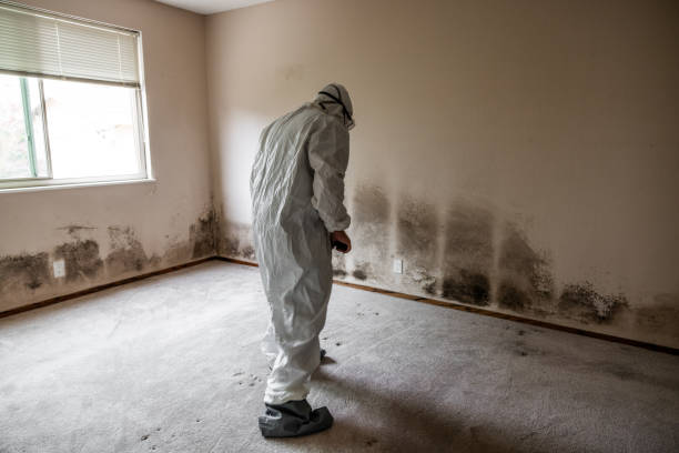 Best White Mold Remediation in Franklin Park, IL