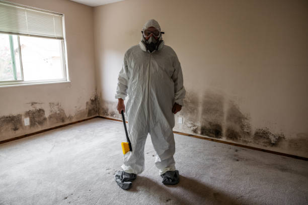 Best Residential Mold Remediation in Franklin Park, IL
